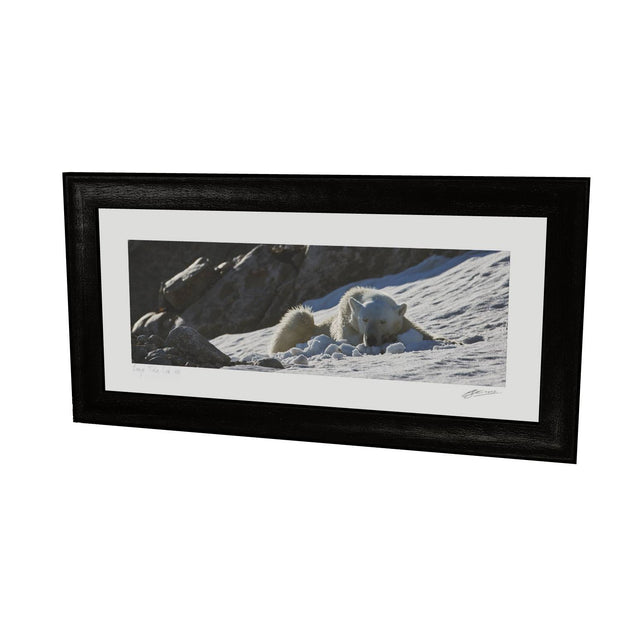 Sleeping Polar Bear on Snow, Svalbard