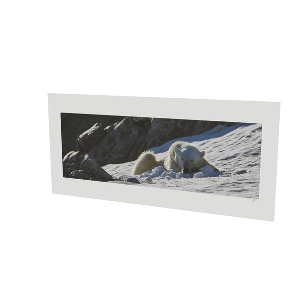 Sleeping Polar Bear on Snow, Svalbard