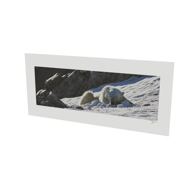 Sleeping Polar Bear on Snow, Svalbard