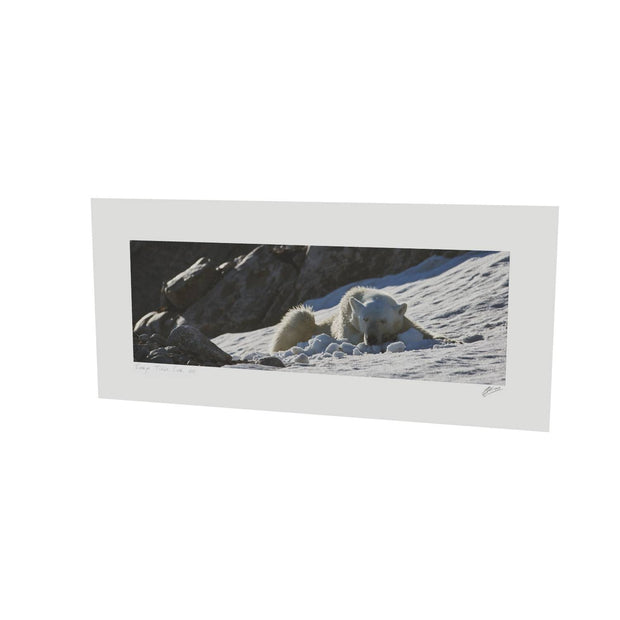 Sleeping Polar Bear on Snow, Svalbard