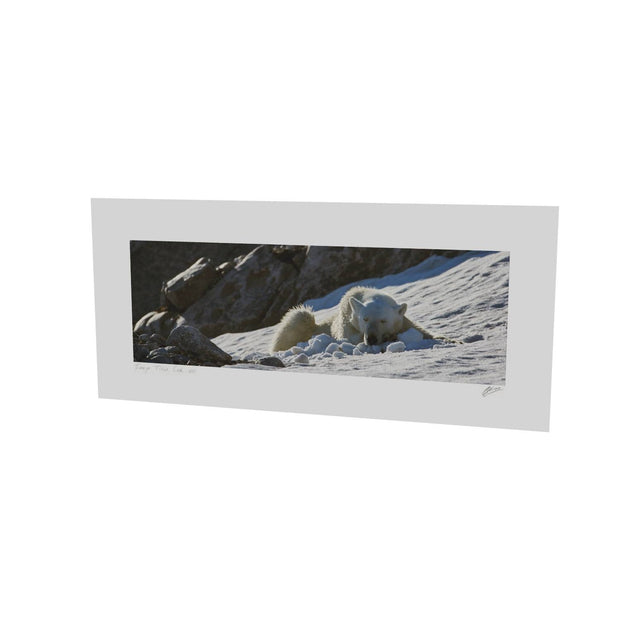 Sleeping Polar Bear on Snow, Svalbard