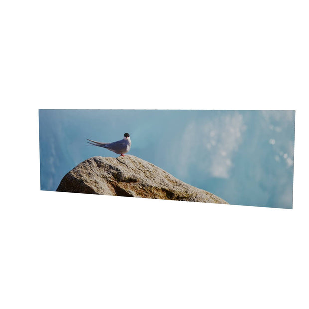 Arctic Tern II, Svalbard