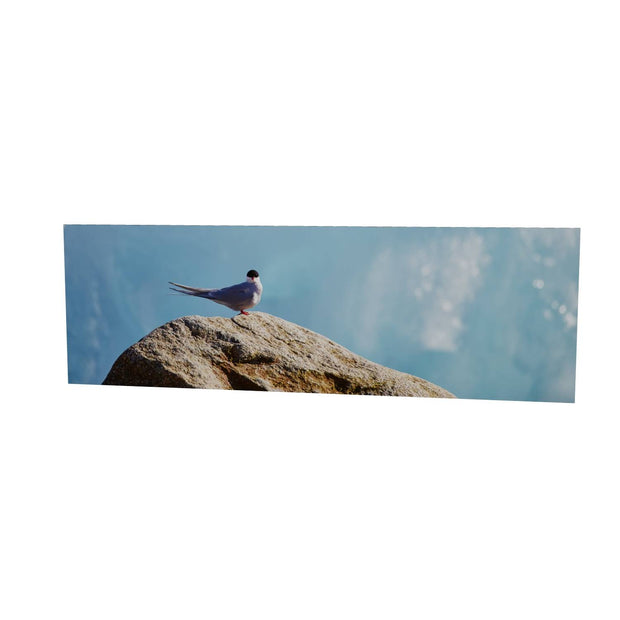 Arctic Tern II, Svalbard