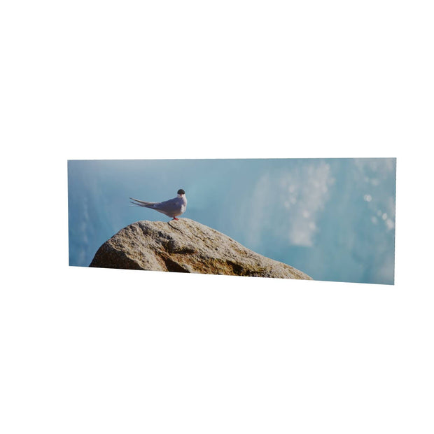 Arctic Tern II, Svalbard
