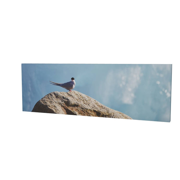 Arctic Tern II, Svalbard