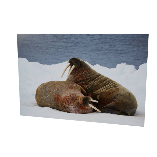 Walruses on Ice, Svalbard