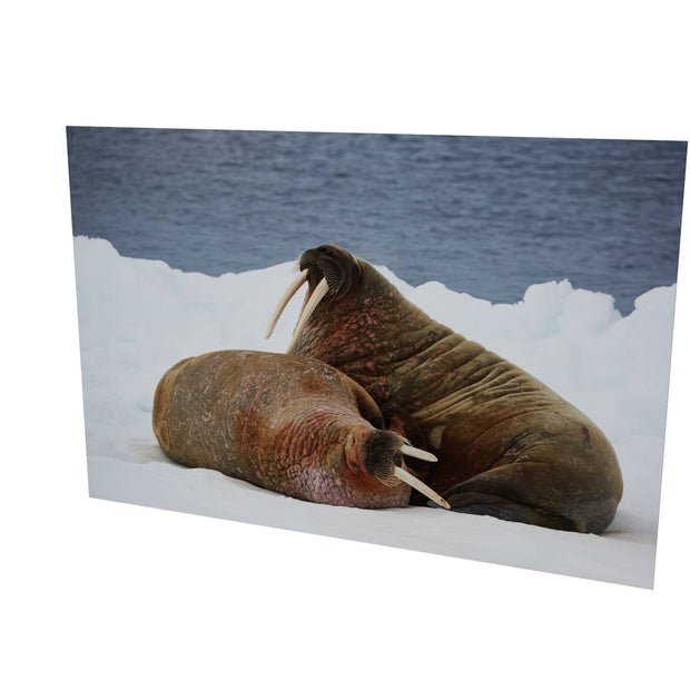 Walruses on Ice, Svalbard