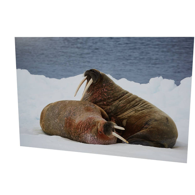 Walruses on Ice, Svalbard
