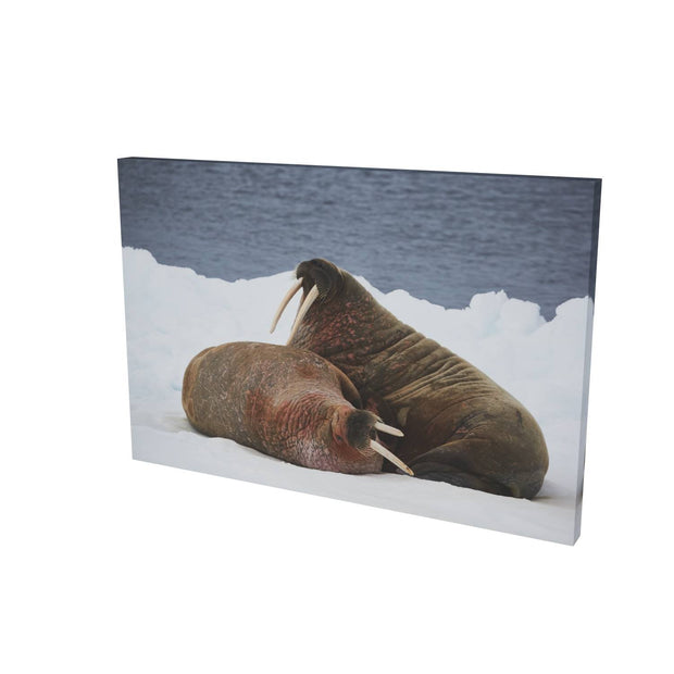 Walruses on Ice, Svalbard