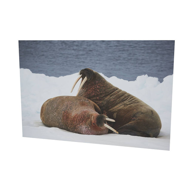 Walruses on Ice, Svalbard