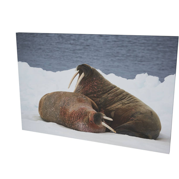 Walruses on Ice, Svalbard