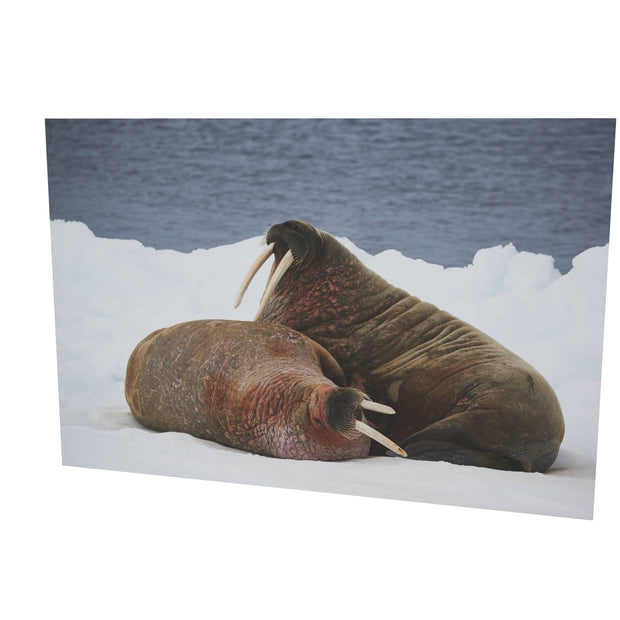 Walruses on Ice, Svalbard