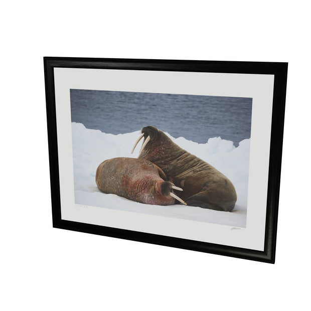 Walruses on Ice, Svalbard
