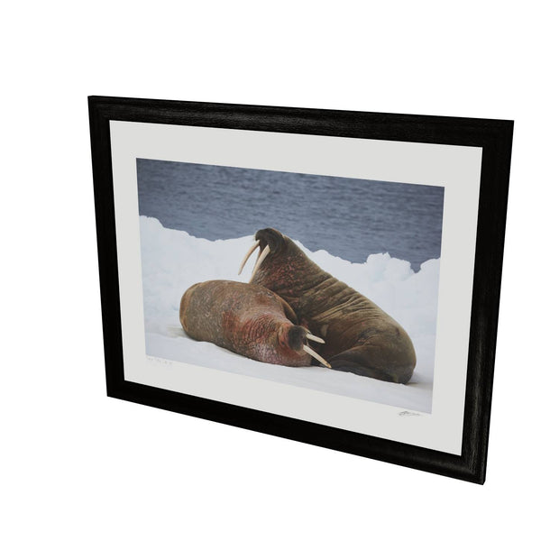 Walruses on Ice, Svalbard
