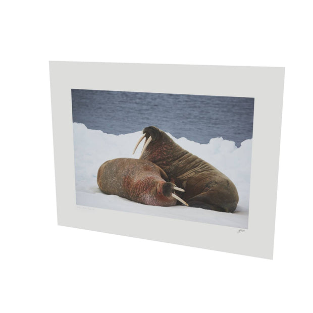 Walruses on Ice, Svalbard