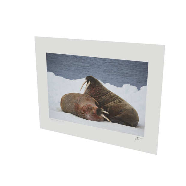 Walruses on Ice, Svalbard