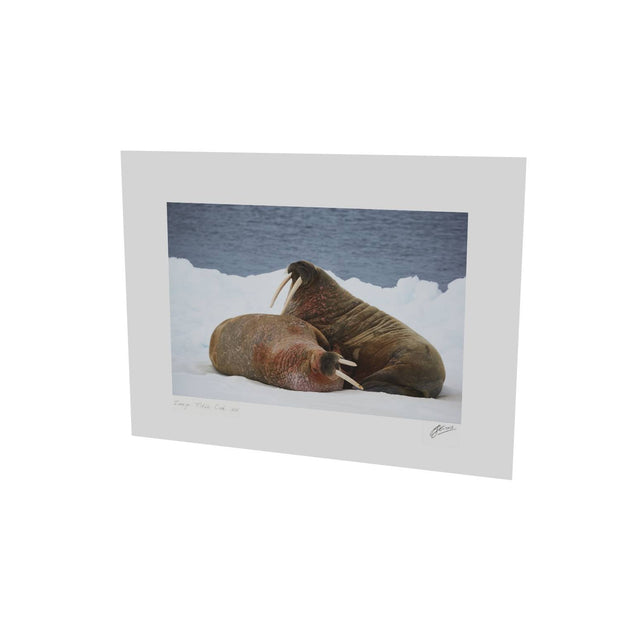 Walruses on Ice, Svalbard