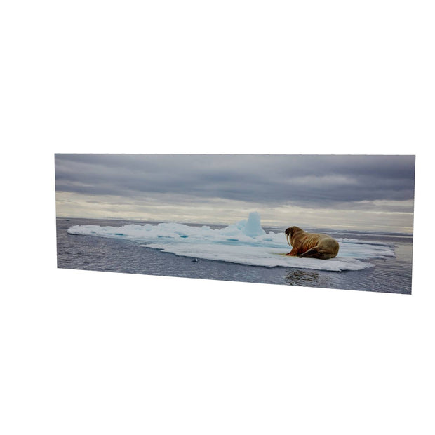 Walrus on Ice, Svalbard