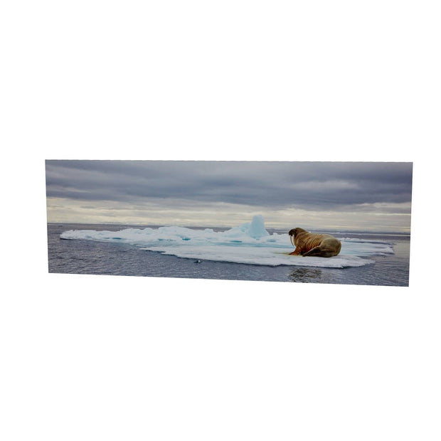Walrus on Ice, Svalbard