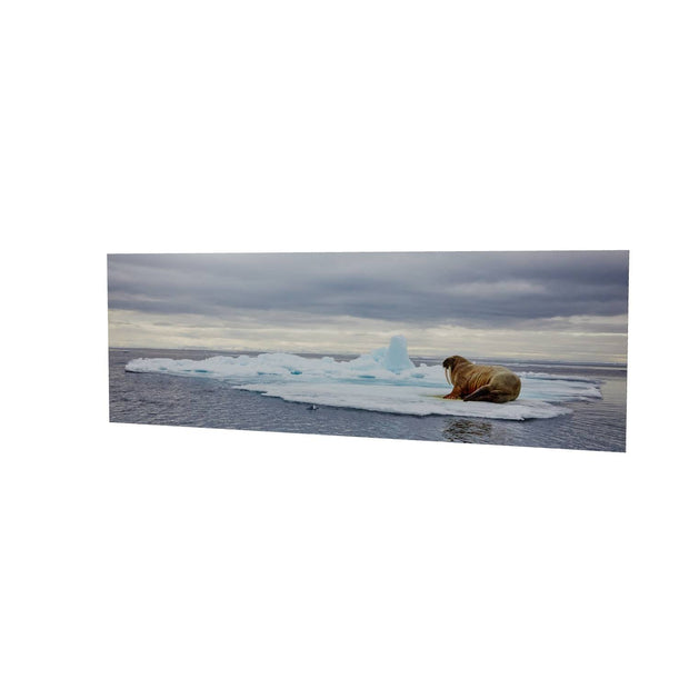 Walrus on Ice, Svalbard