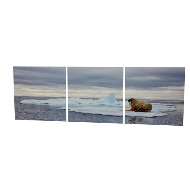 Walrus on Ice, Svalbard