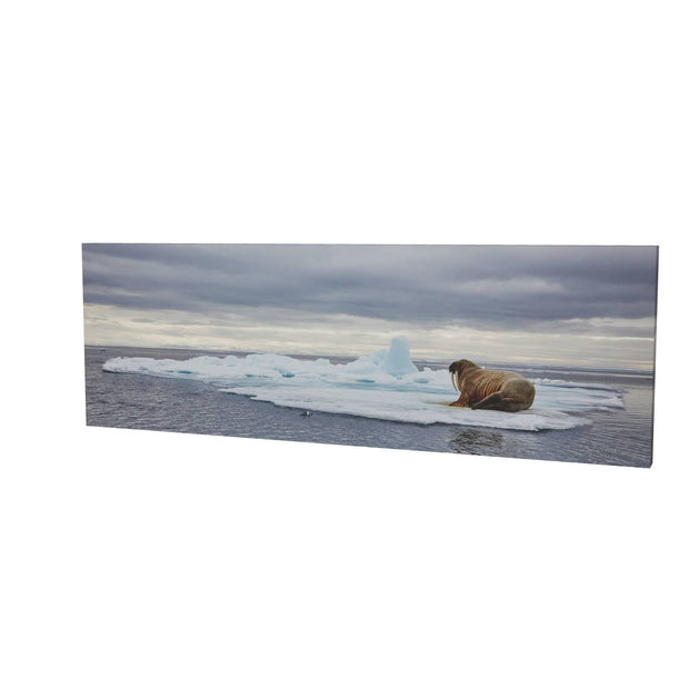 Walrus on Ice, Svalbard