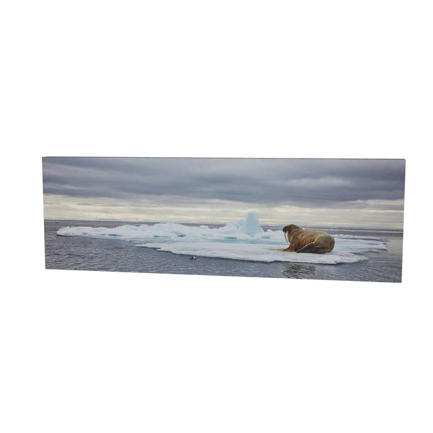 Walrus on Ice, Svalbard