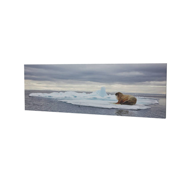 Walrus on Ice, Svalbard