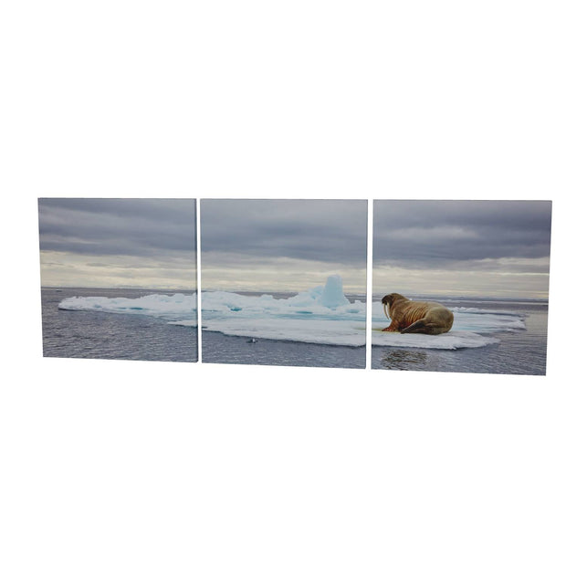 Walrus on Ice, Svalbard