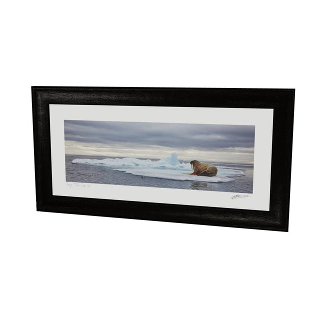 Walrus on Ice, Svalbard