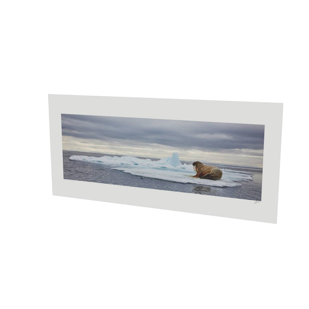 Walrus on Ice, Svalbard