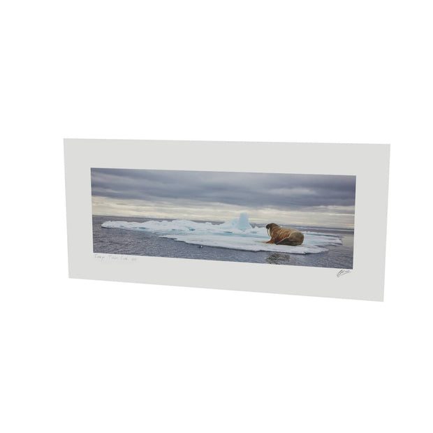 Walrus on Ice, Svalbard