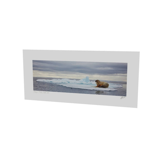 Walrus on Ice, Svalbard
