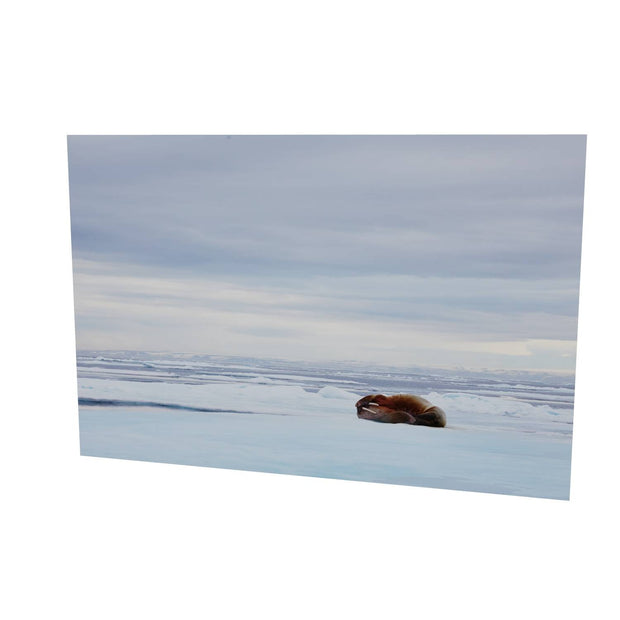 Walrus Facepalm, Svalbard