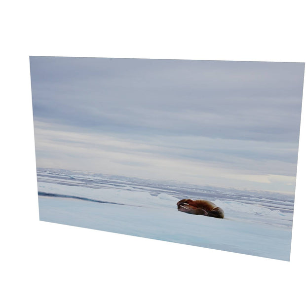 Walrus Facepalm, Svalbard