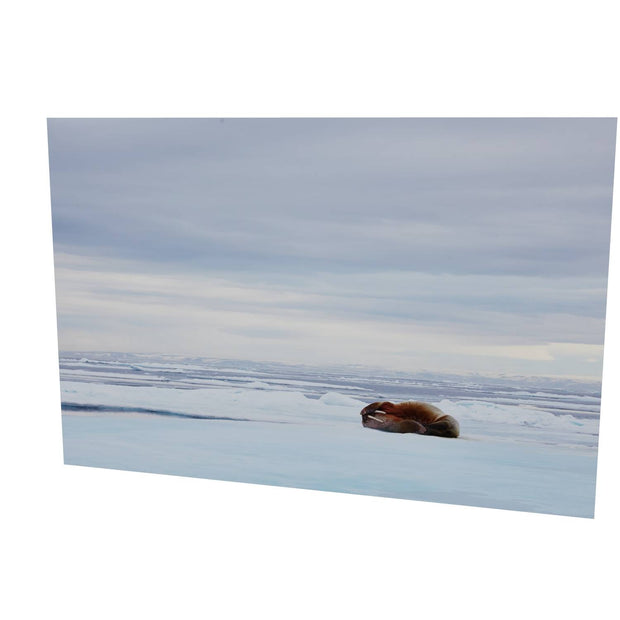 Walrus Facepalm, Svalbard