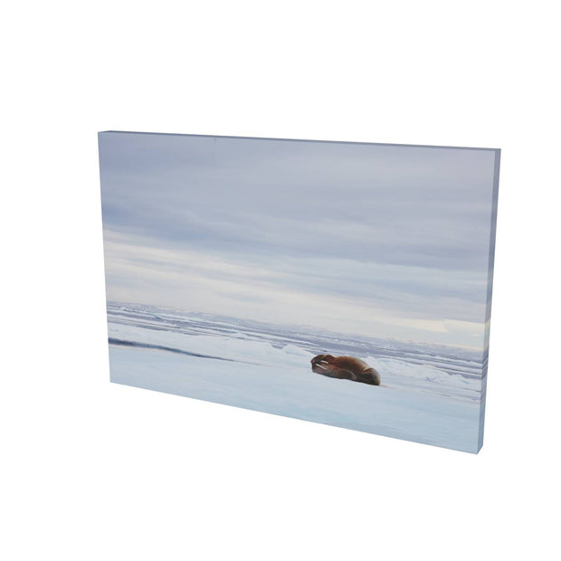 Walrus Facepalm, Svalbard