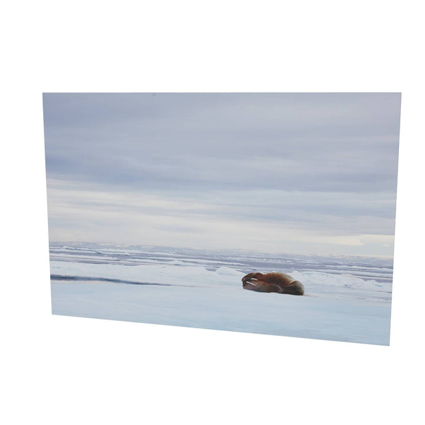 Walrus Facepalm, Svalbard