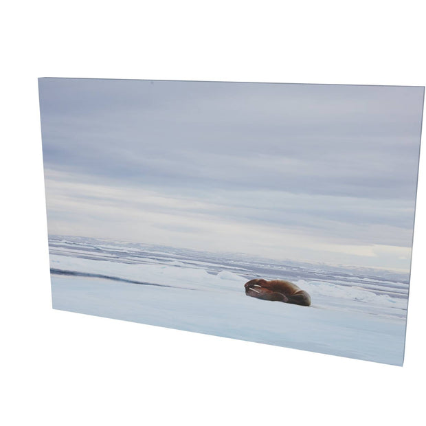 Walrus Facepalm, Svalbard