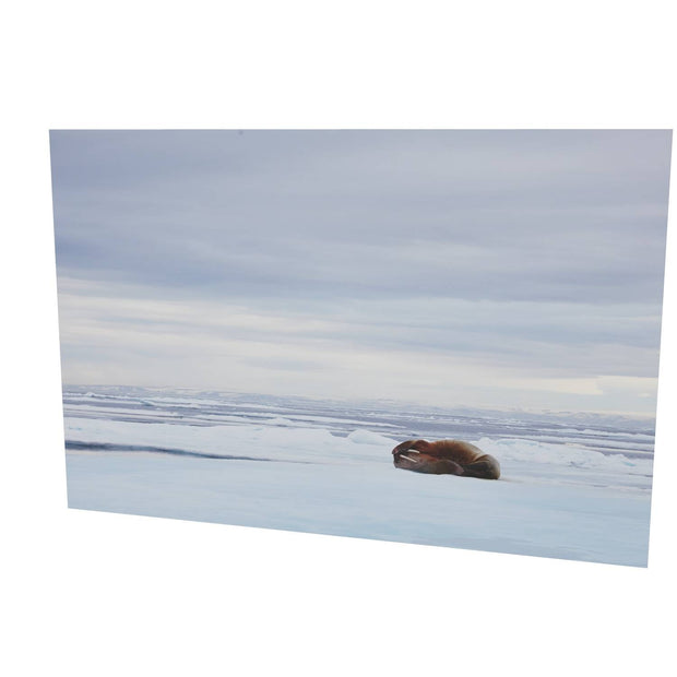 Walrus Facepalm, Svalbard