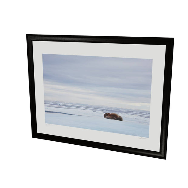 Walrus Facepalm, Svalbard