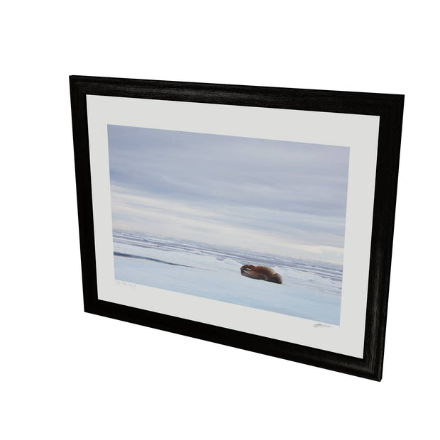 Walrus Facepalm, Svalbard