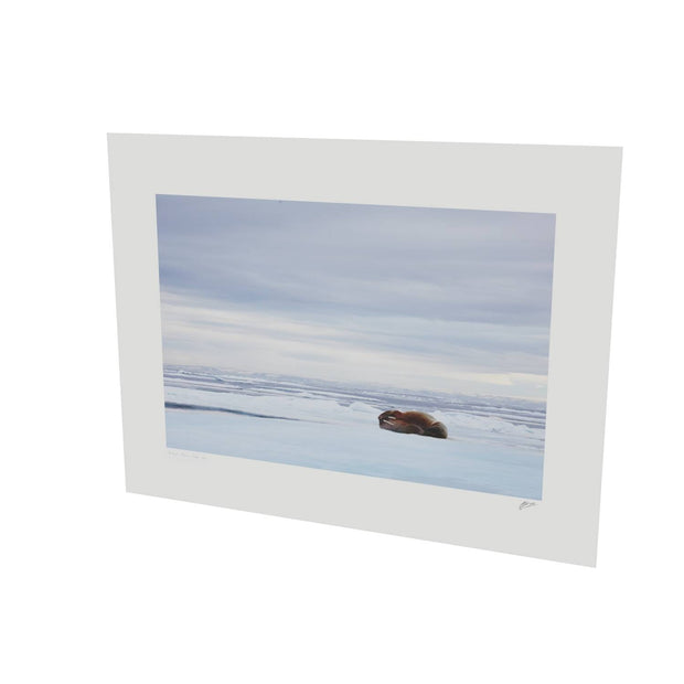 Walrus Facepalm, Svalbard