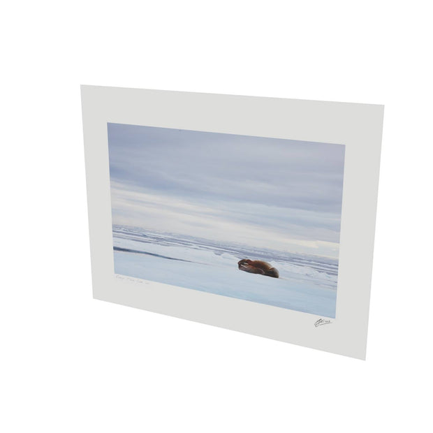Walrus Facepalm, Svalbard