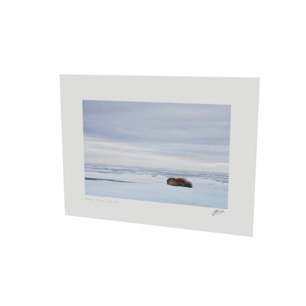 Walrus Facepalm, Svalbard