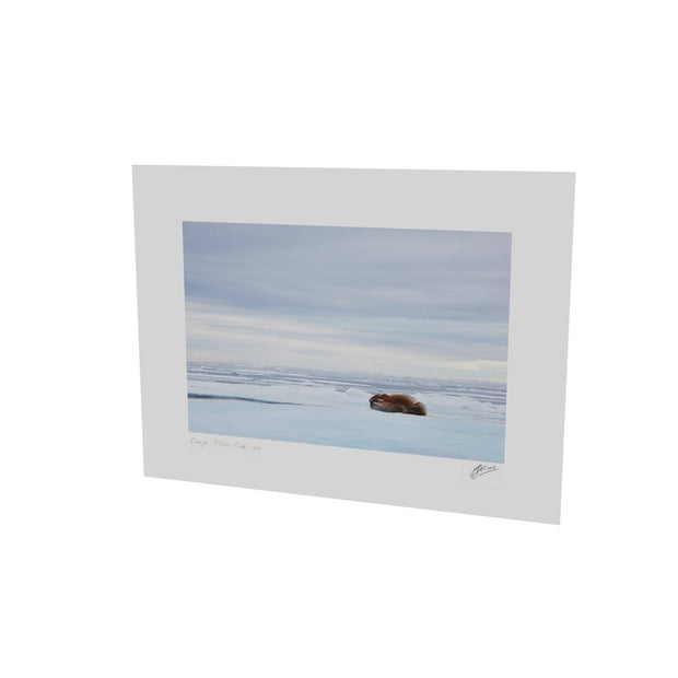 Walrus Facepalm, Svalbard