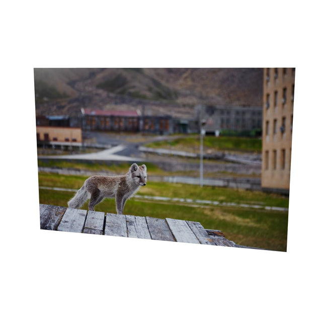 Urban Fox, Svalbard