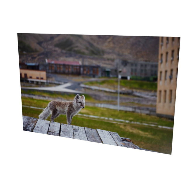 Urban Fox, Svalbard