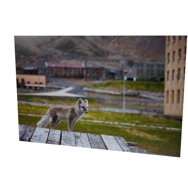 Urban Fox, Svalbard