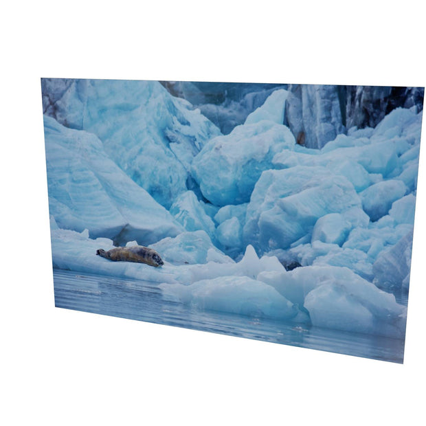 Bearded Seal, Svalbard